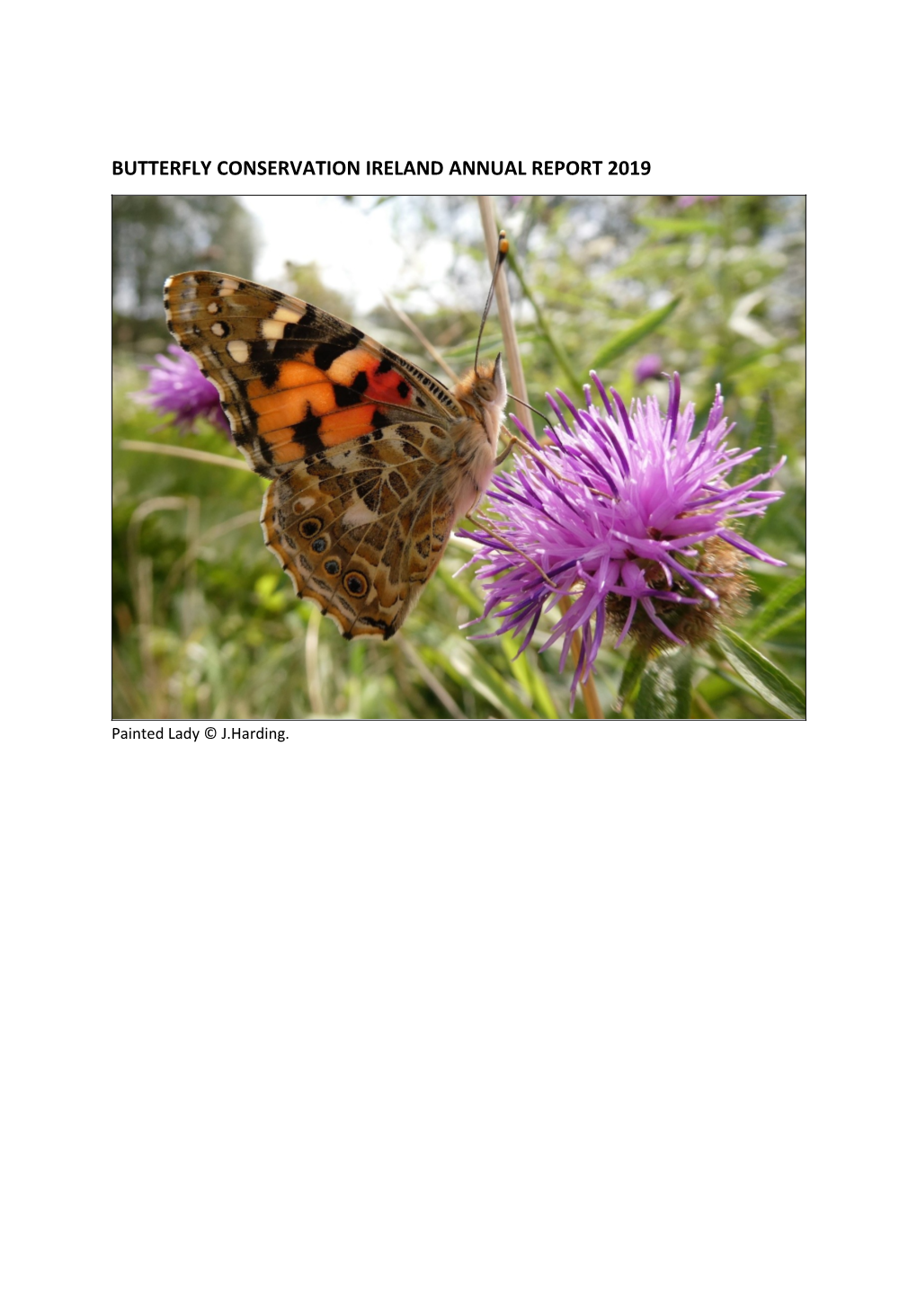 Butterfly Conservation Ireland Annual Report 2019