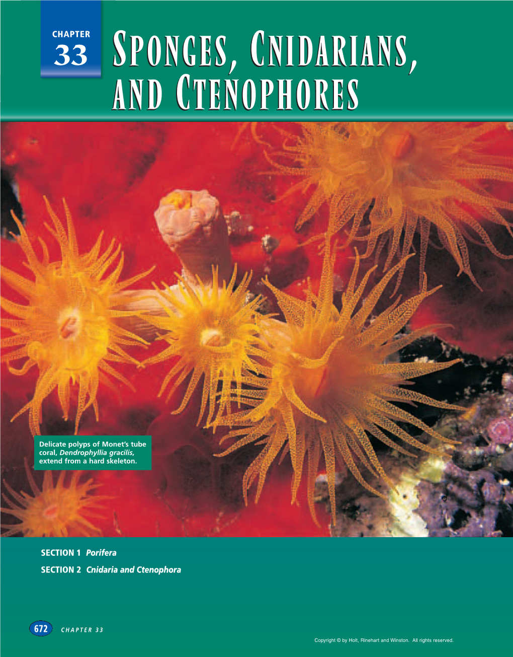 Sponges, Cnidarians, and Ctenophores Sponges