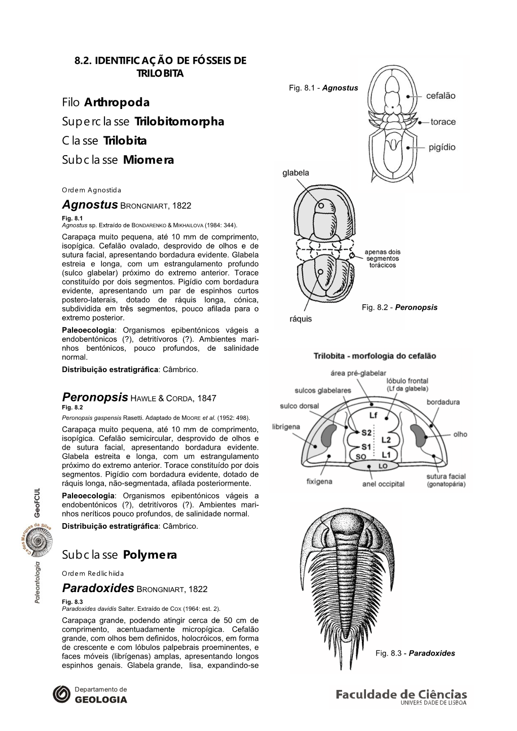 Filo Arthropoda Superclasse Trilobitomorpha Classe Trilobita