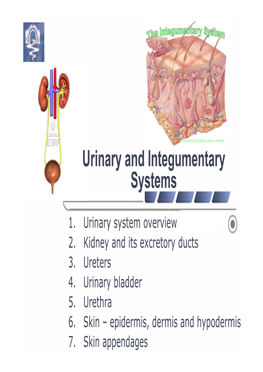 Urinary and Integumentary Systems