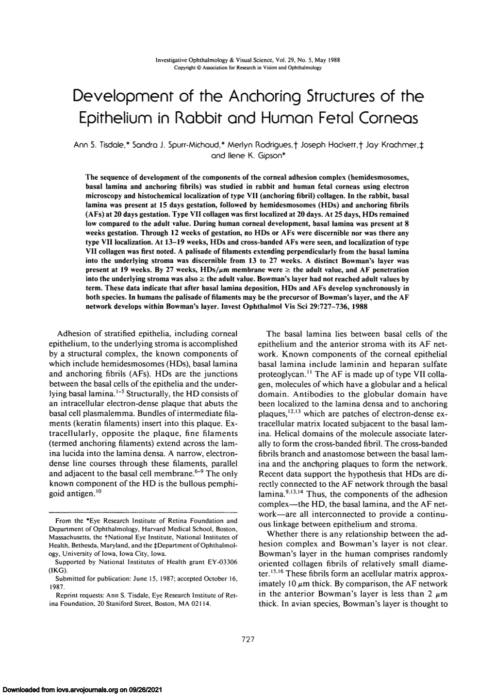 Development of the Anchoring Structures of the Epithelium in Rabbit and Human Fetal Corneas