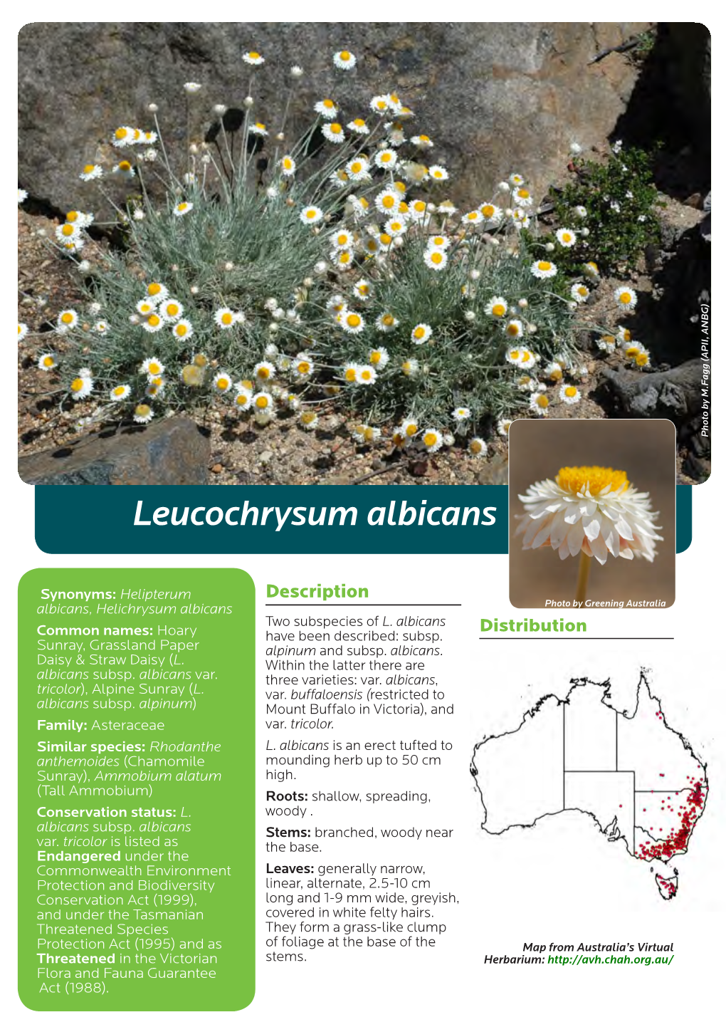 Leucochrysum Albicans