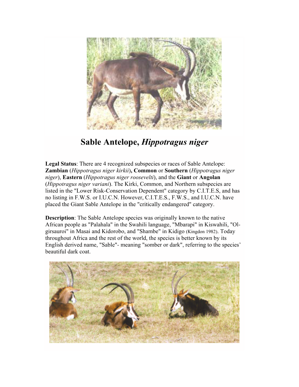 Sable Antelope, Hippotragus Niger