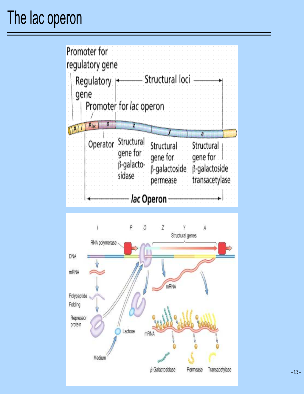 The Lac Operon