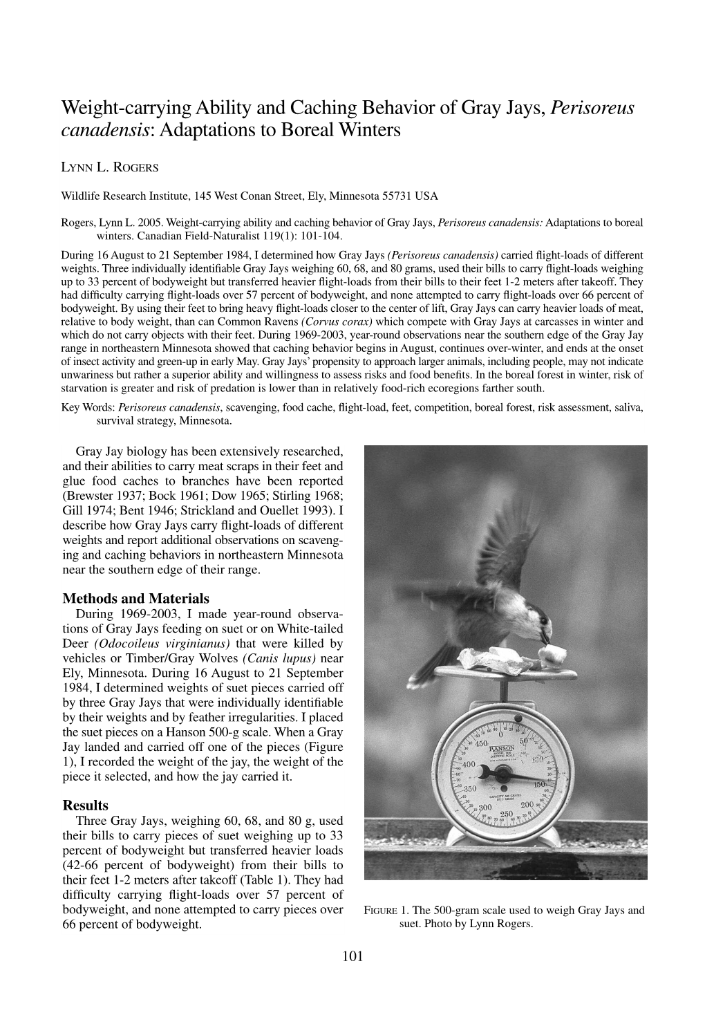 Weight-Carrying Ability and Caching Behavior of Gray Jays, Perisoreus Canadensis: Adaptations to Boreal Winters