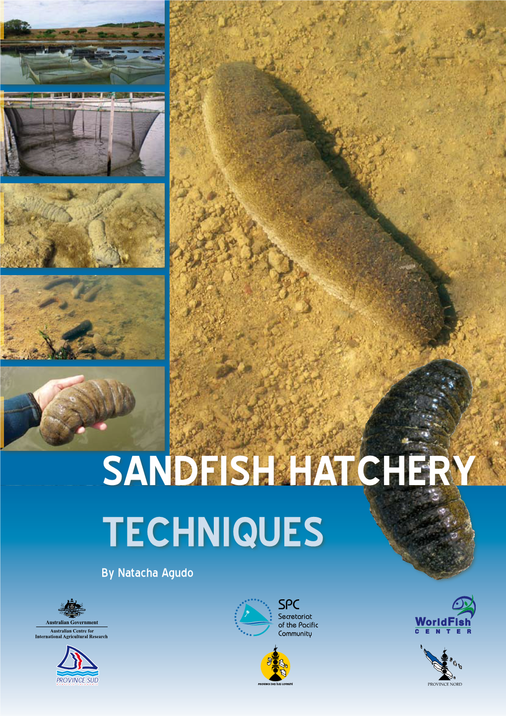 SANDFISH HATCHERY TECHNIQUES by Natacha Agudo