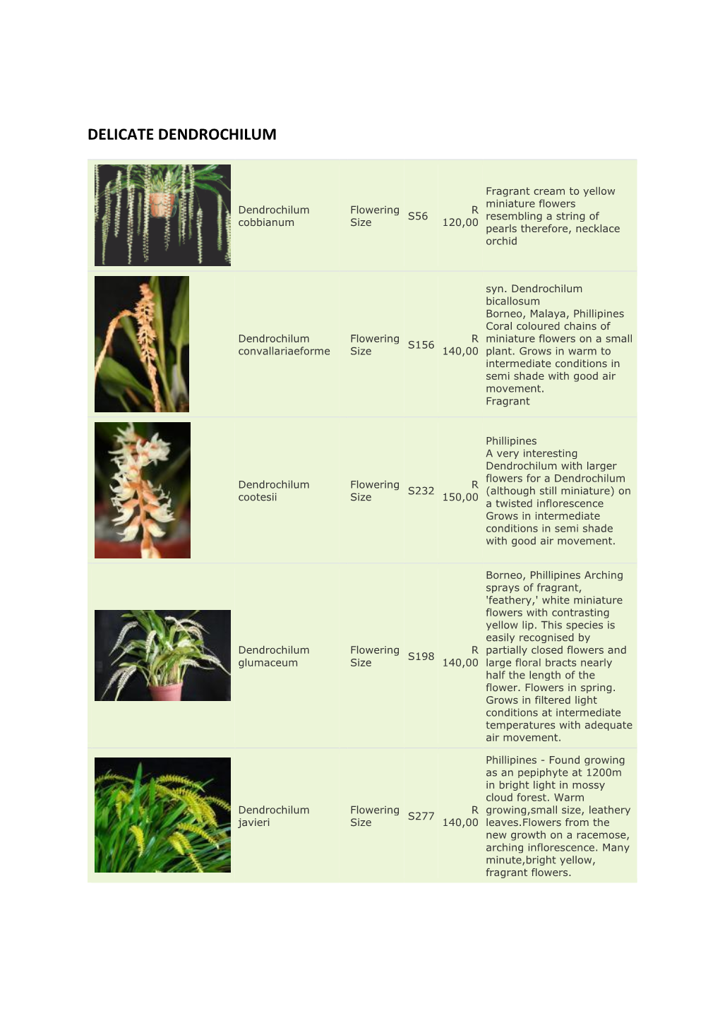 Delicate Dendrochilum