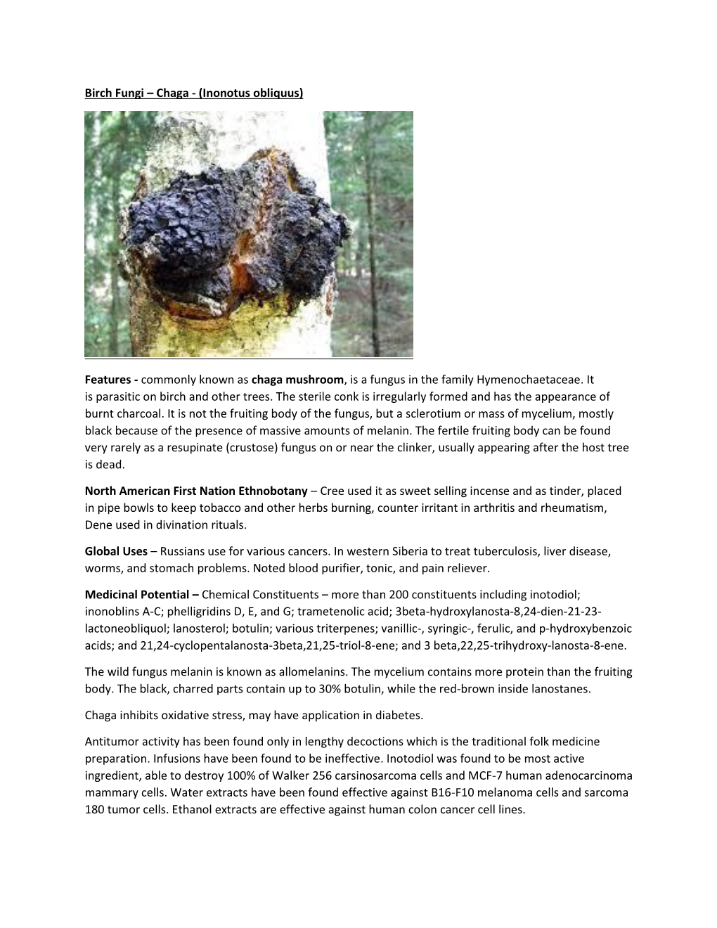 Birch Fungi – Chaga - (Inonotus Obliquus)