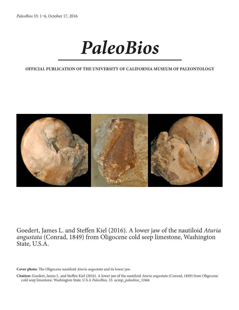 Aturia Angustata (Conrad, 1849) from Oligocene Cold Seep Limestone, Washington State, U.S.A