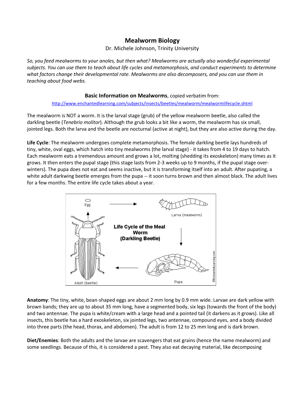 Mealworm Biology Dr