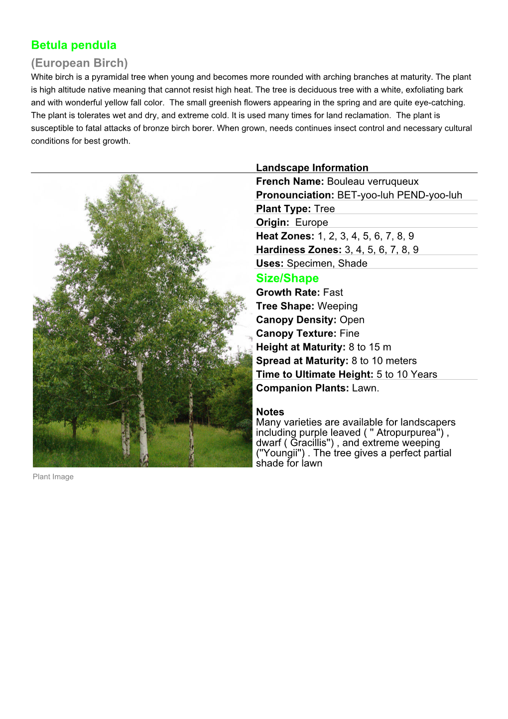 Betula Pendula (European Birch) Size/Shape