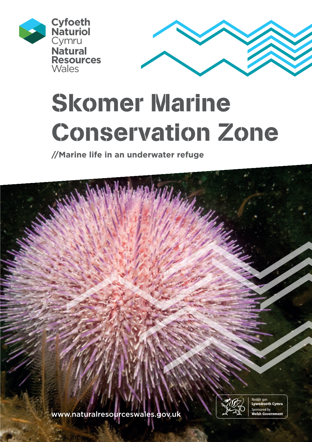 Skomer Marine Conservation Zone //Marine Life in an Underwater Refuge