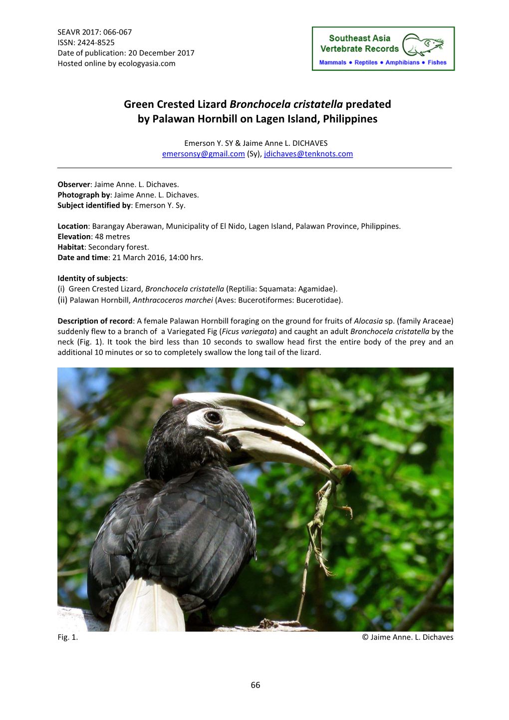 Green Crested Lizard Bronchocela Cristatella Predated by Palawan Hornbill on Lagen Island, Philippines