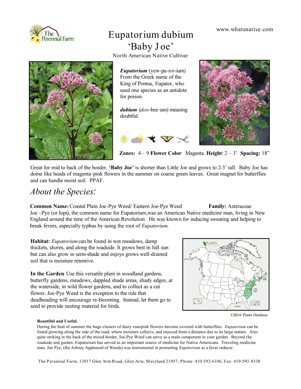 Eupatorium Dubium ‘Baby Joe’ North American Native Cultivar