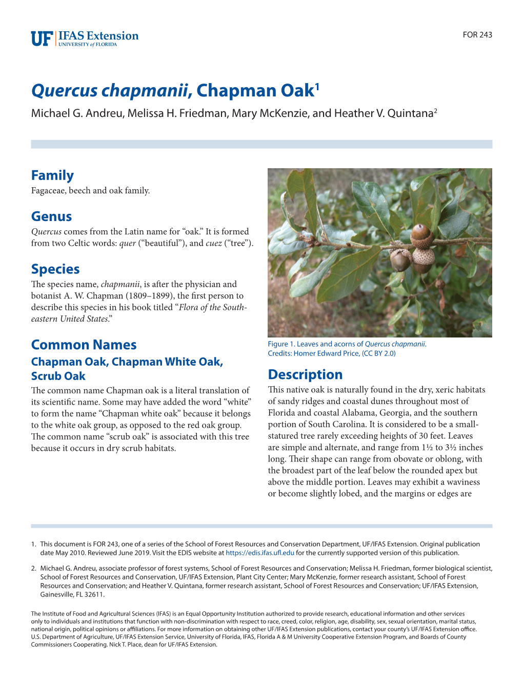 Quercus Chapmanii, Chapman Oak1 Michael G