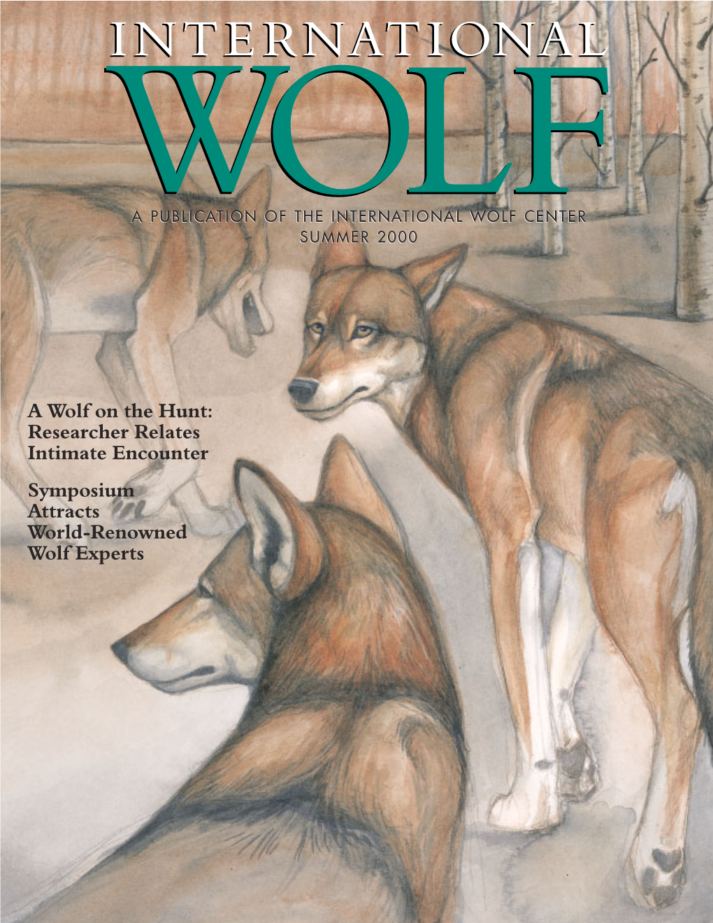 A Wolf on the Hunt: Researcher Relates Intimate Encounter