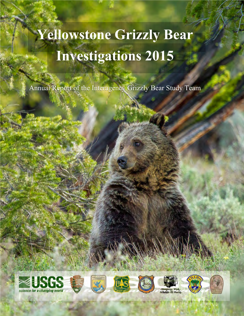 Yellowstone Grizzly Bear Investigations 2015