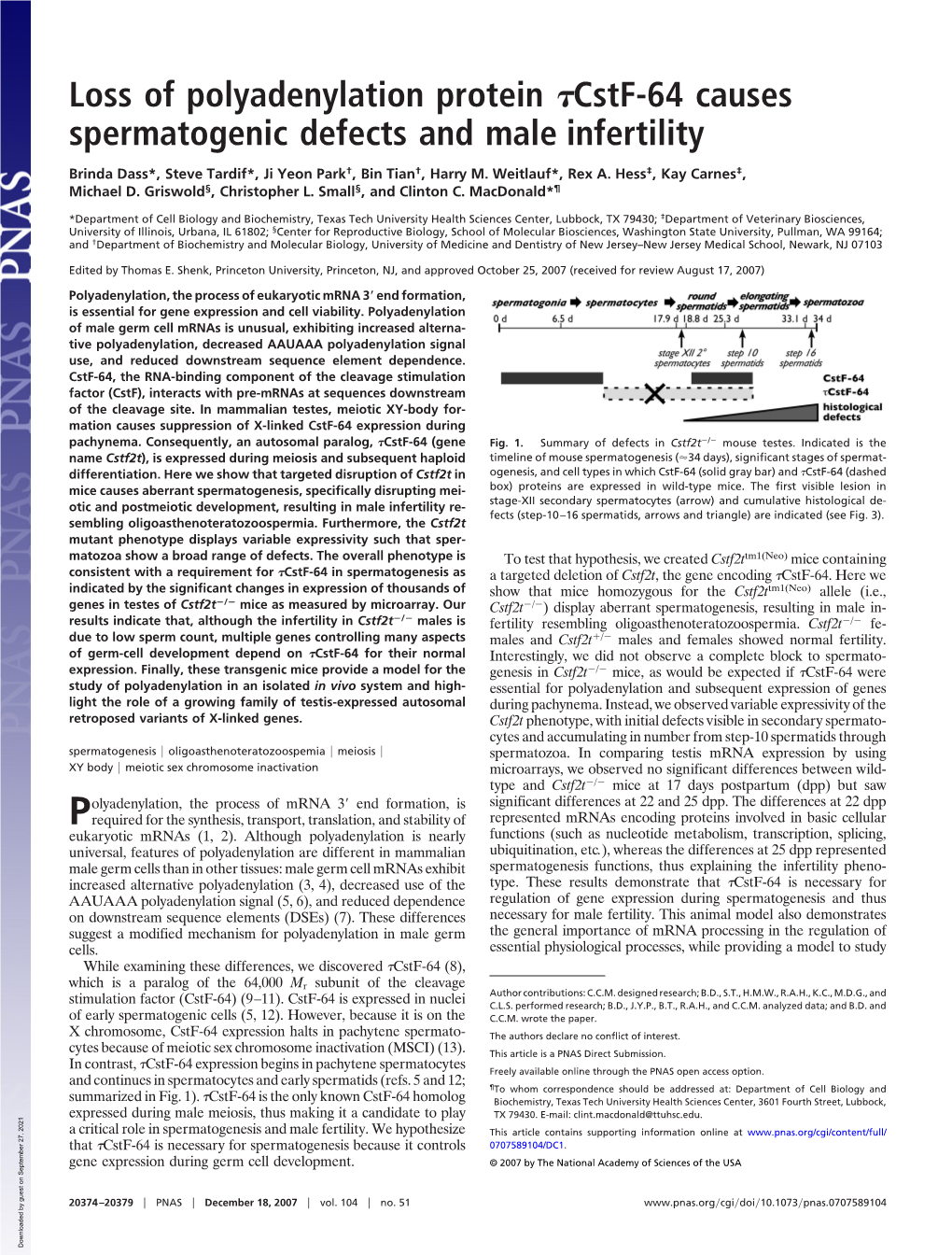 Loss of Polyadenylation Protein Cstf-64 Causes Spermatogenic Defects and Male Infertility