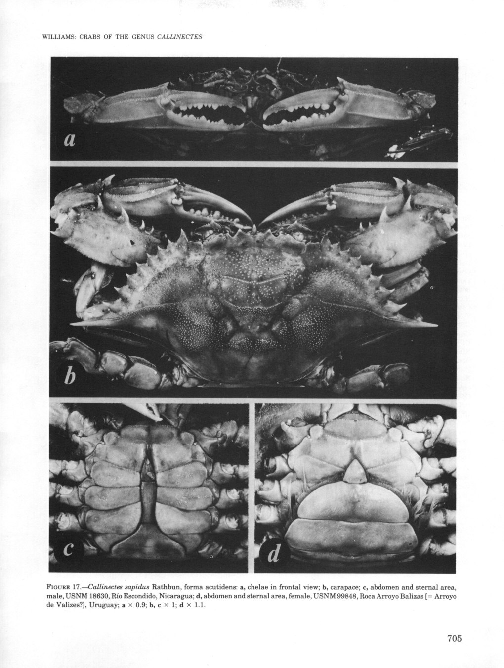 FIGURE 17.—Callinectes Sapidus Rathbun, Forma Acutidens: A