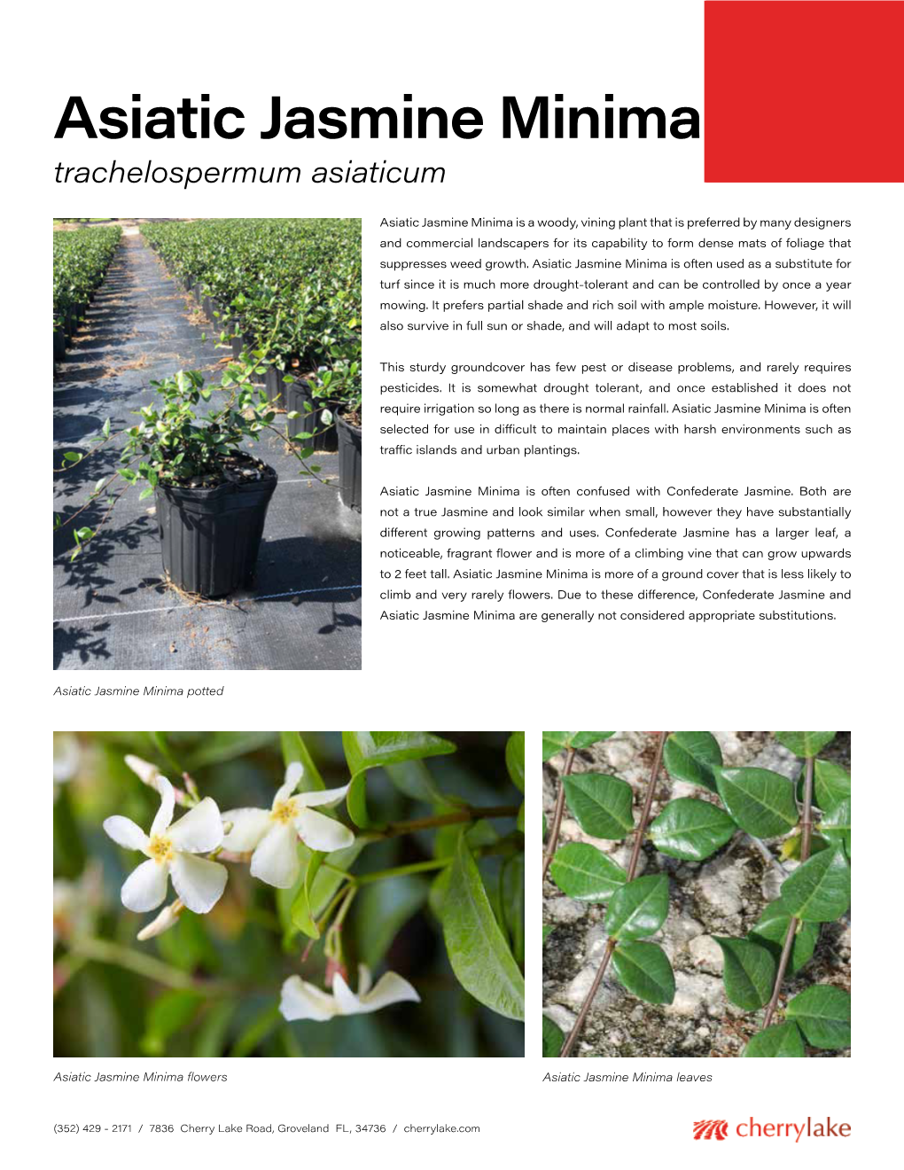 Asiatic Jasmine Minima Trachelospermum Asiaticum