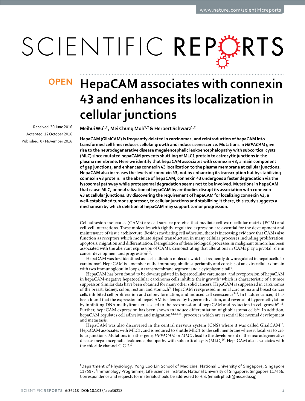 Hepacam Associates with Connexin 43 and Enhances Its Localization In