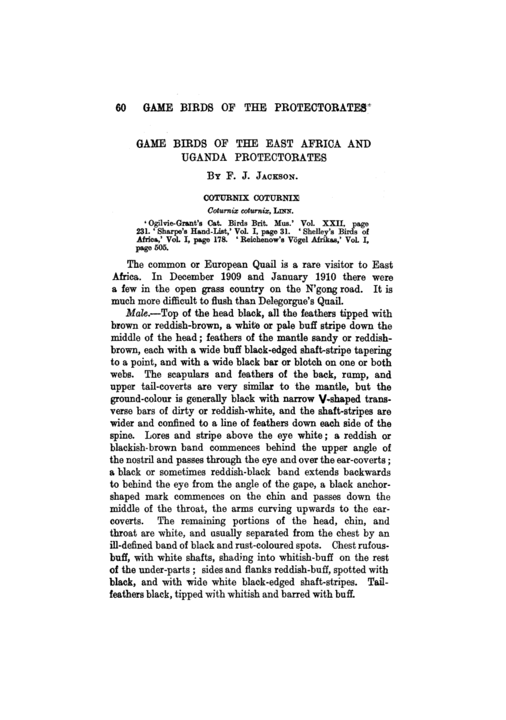 60 GAME BIRDS of the PROTECTORATES" GAME BIRDS of the EAST AFRICA and UGANDA PROTECTORATES the Common Or European Quail Is