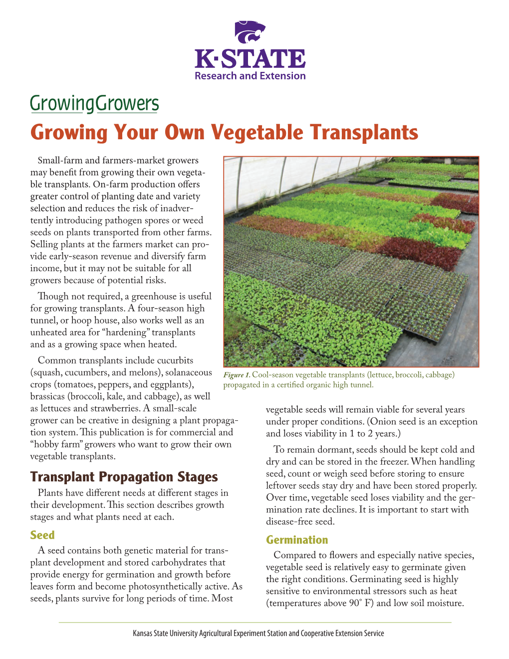 Growing Your Own Vegetable Transplants