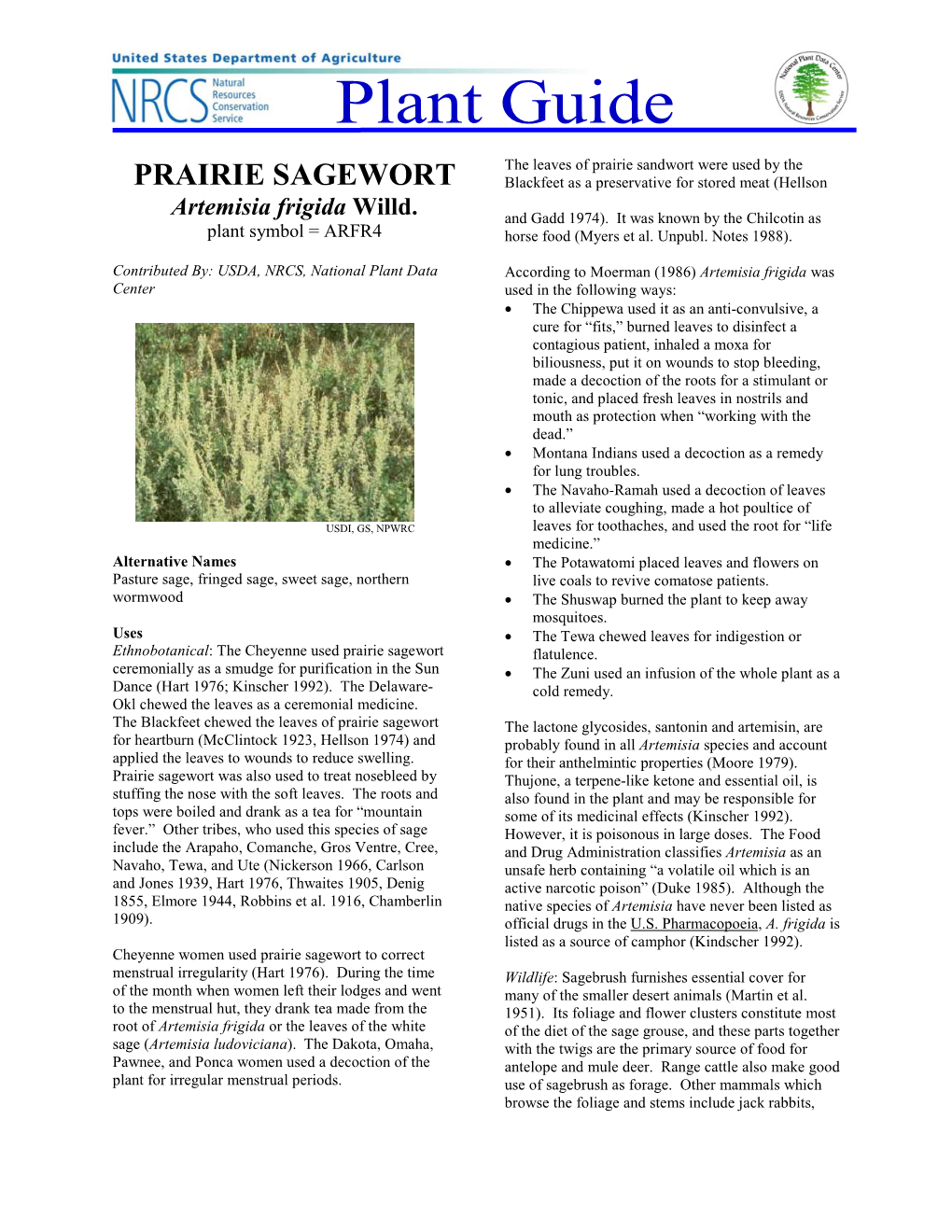 PRAIRIE SAGEWORT Blackfeet As a Preservative for Stored Meat (Hellson