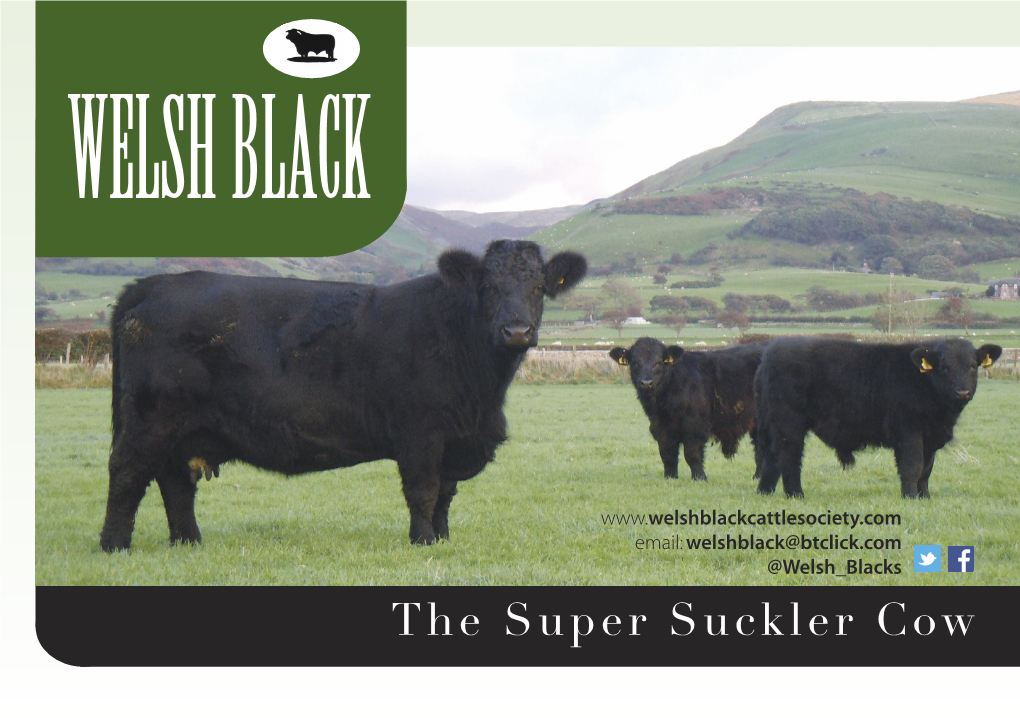 The Super Suckler Cow 1