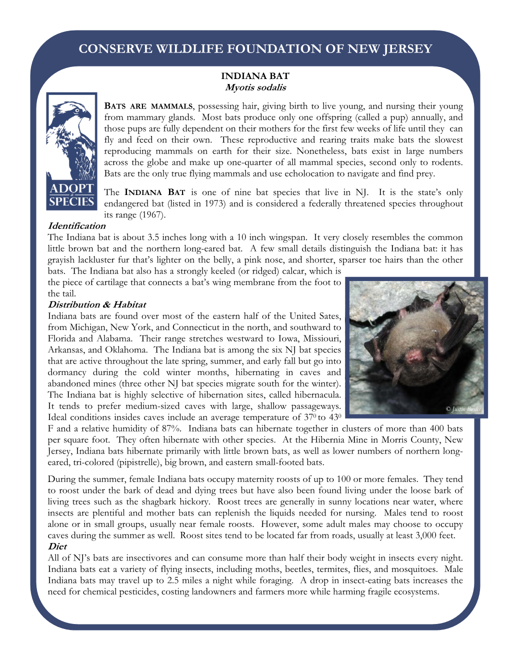 I. Bat Info Sheet