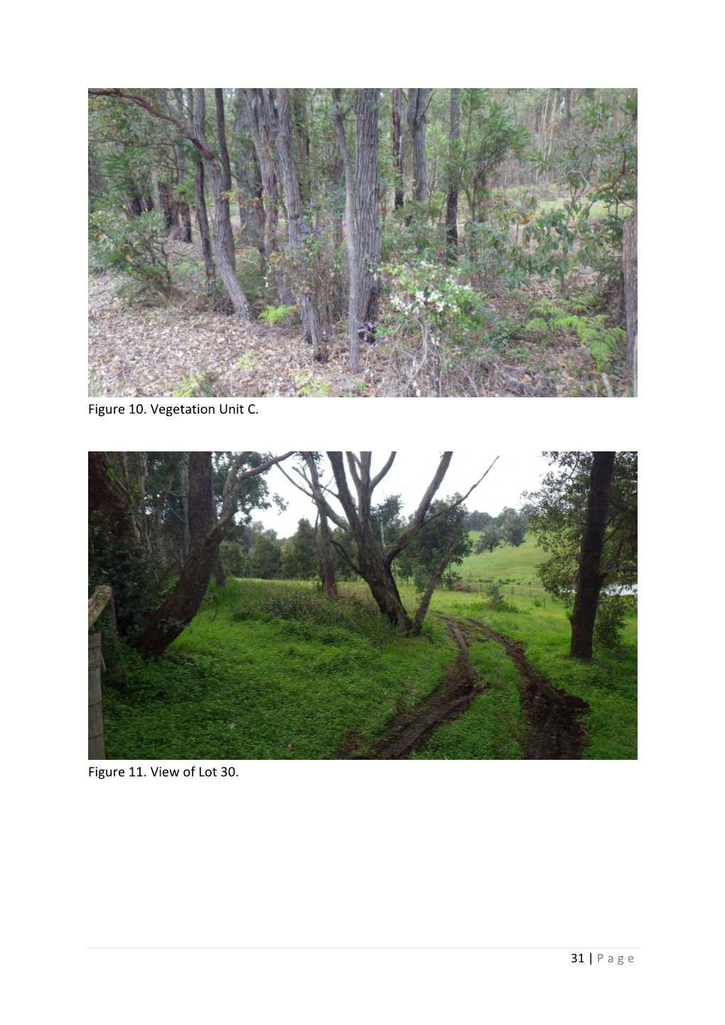 Figure 10. Vegetation Unit C. Figure 11. View of Lot