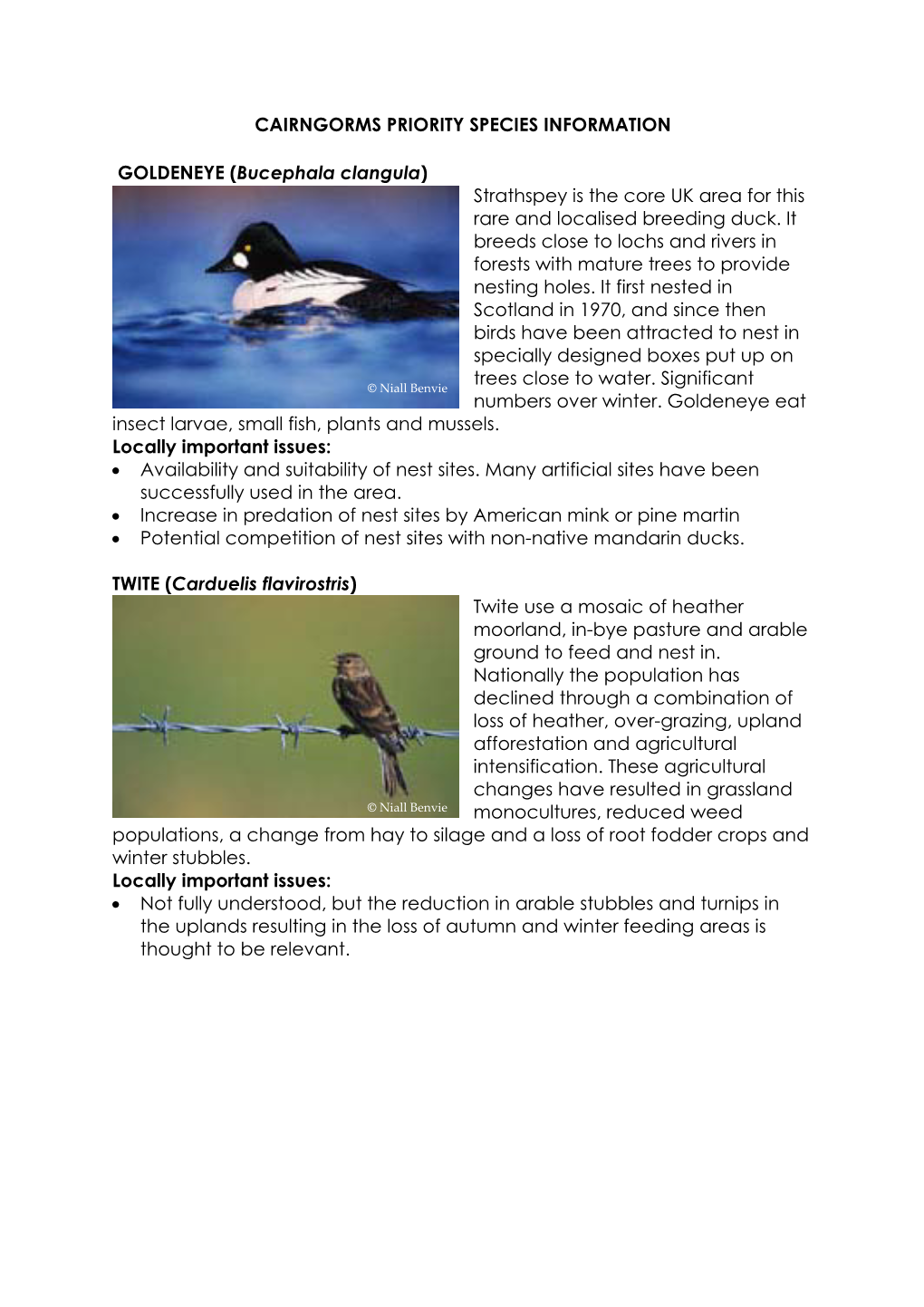 Cairngorms Priority Species Information Goldeneye