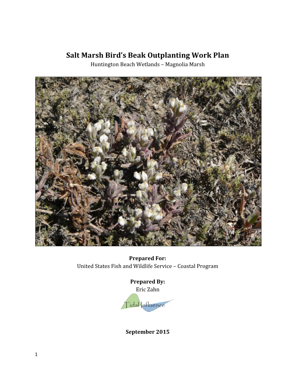Salt Marsh Bird's Beak Outplanting Work Plan