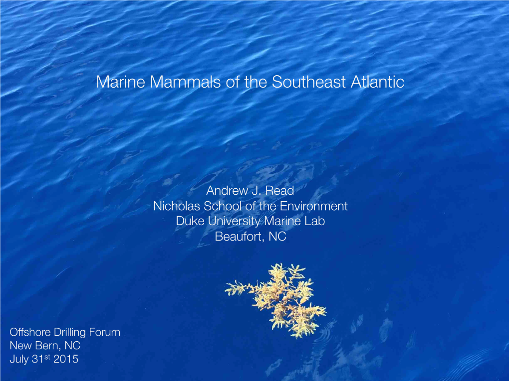 Marine Mammals of the Southeast Atlantic