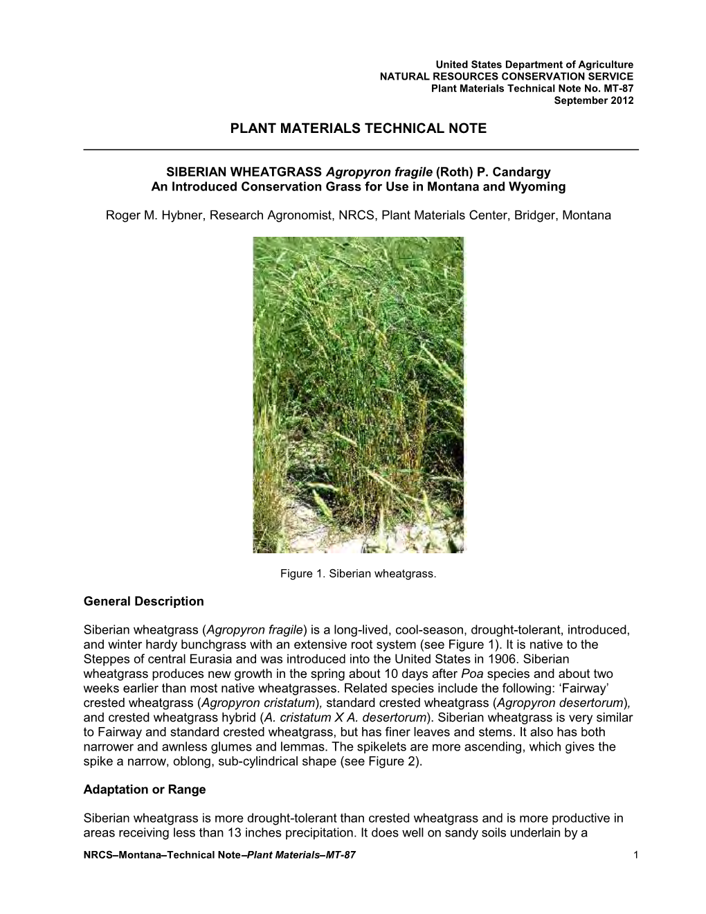 SIBERIAN WHEATGRASS Agropyron Fragile (Roth) P