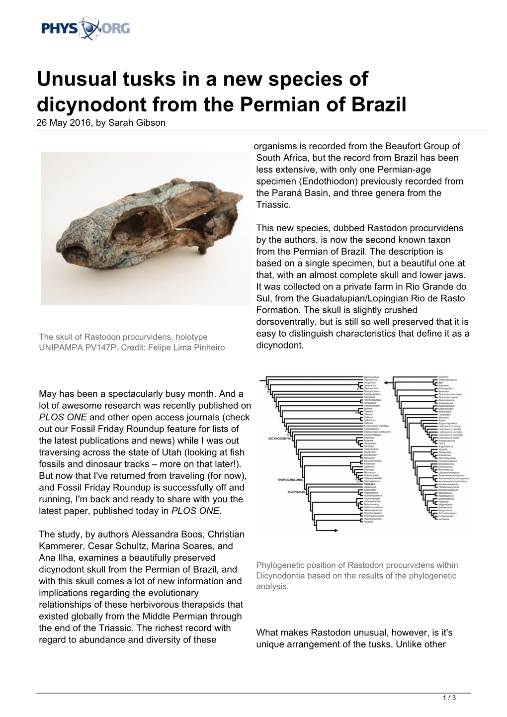 Unusual Tusks in a New Species of Dicynodont from the Permian of Brazil 26 May 2016, by Sarah Gibson