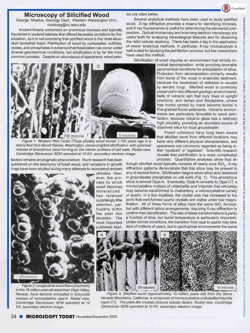 Microscopy of Silicified Wood Downloaded from George Mustoe, Geology Dspt, Western Washington Univ