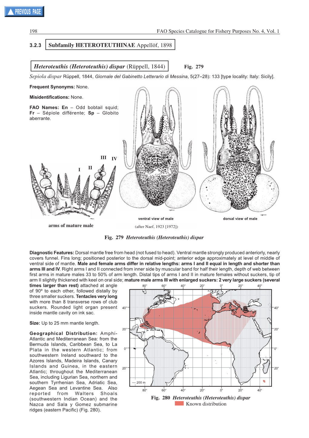 Heteroteuthis (Heteroteuthis) Dispar (Rüppell, 1844) Fig