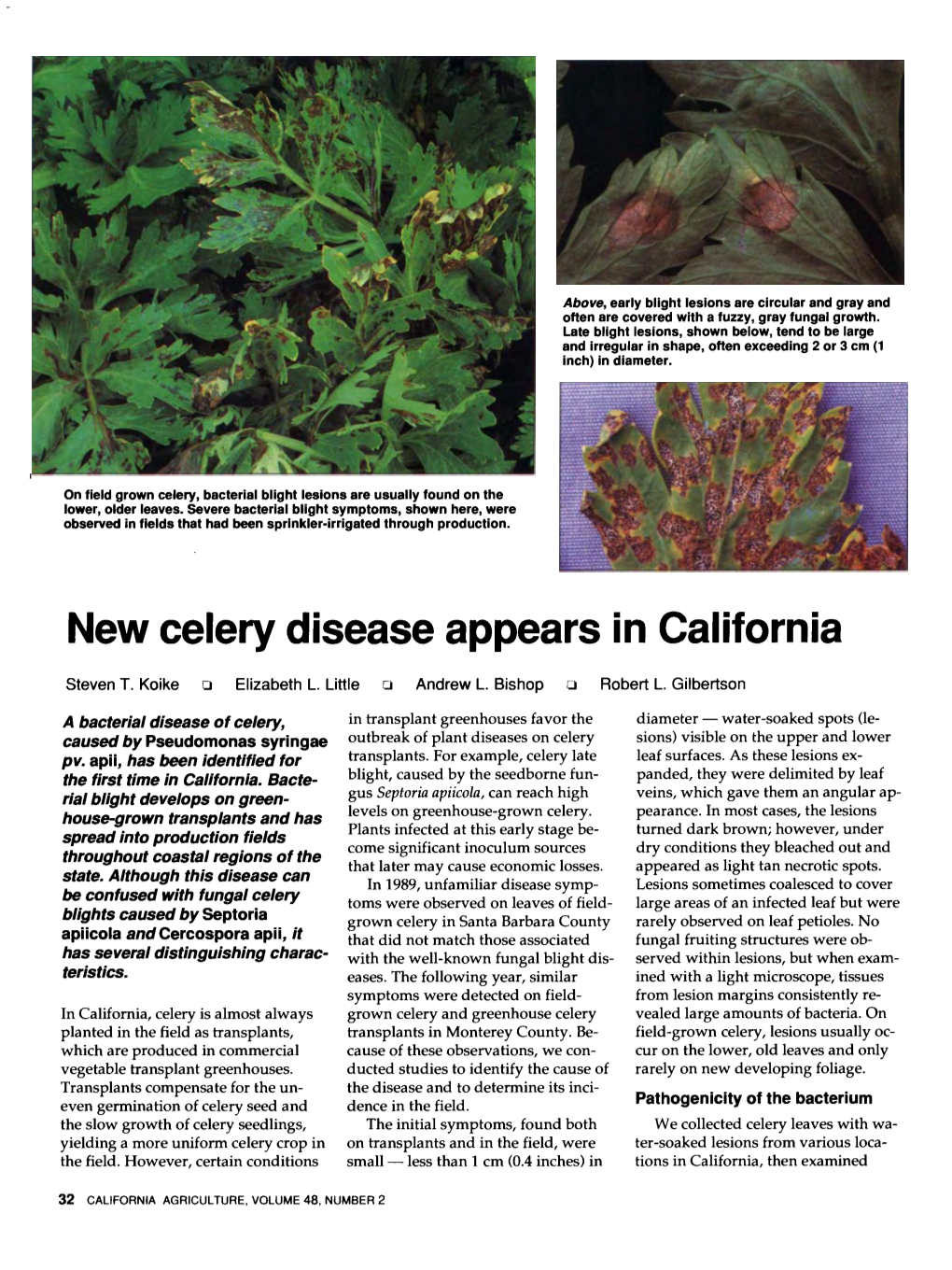 New Celery Disease Appears in California