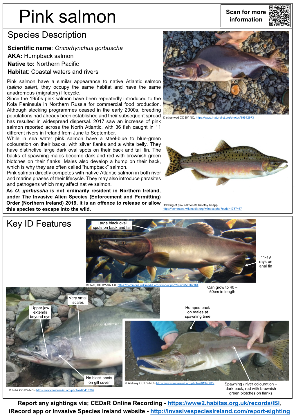 Pink Salmon – Oncorhynchus Gorbuscha