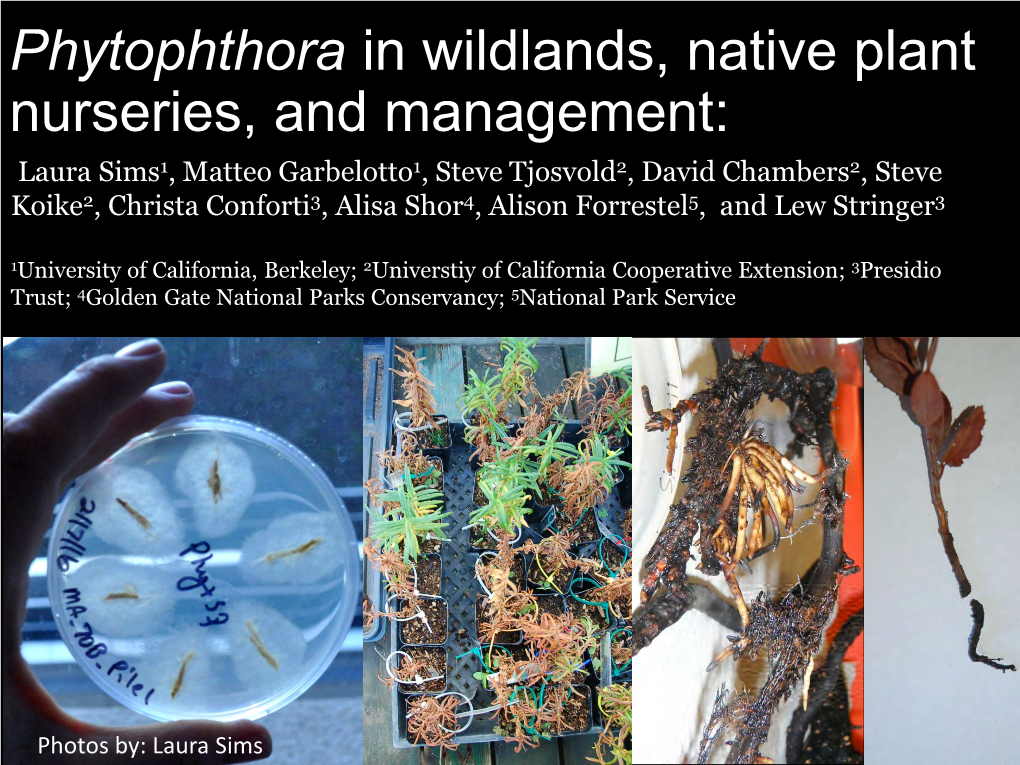 Phytophthora in Wildlands, Native Plant Nurseries, and Management