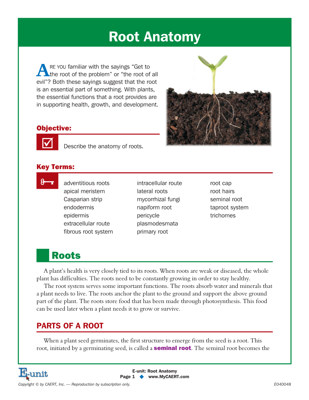 Anatomy of Roots