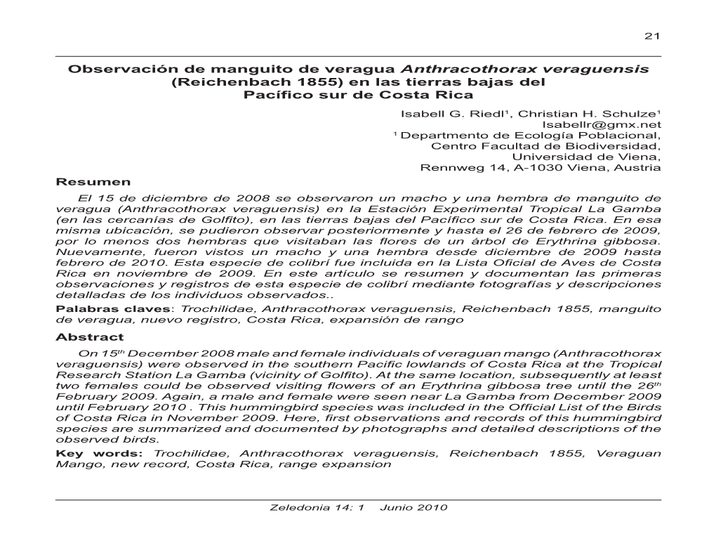 Observación De Manguito De Veragua Anthracothorax Veraguensis (Reichenbach 1855) En Las Tierras Bajas Del Pacíﬁ Co Sur De Costa Rica