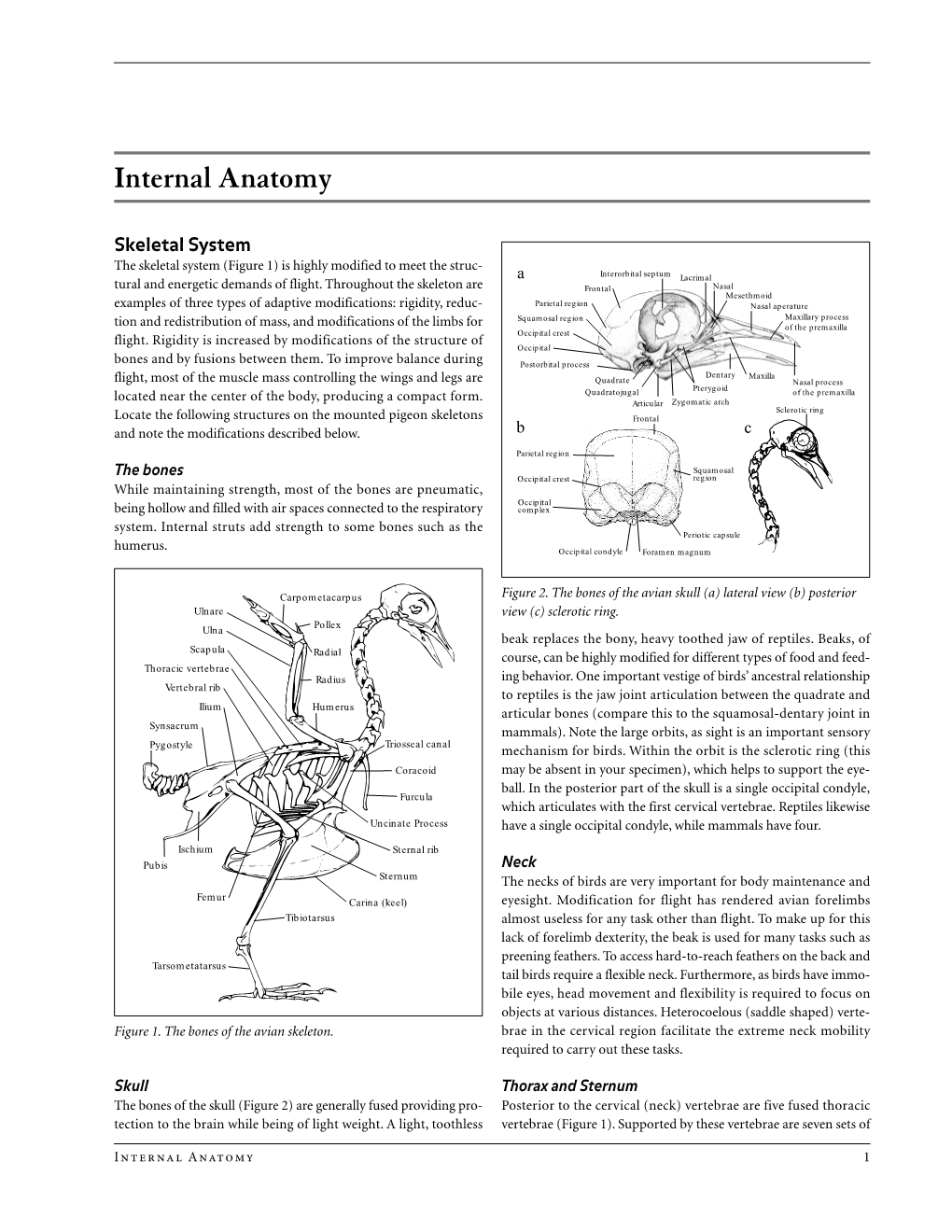 Internal Anatomy