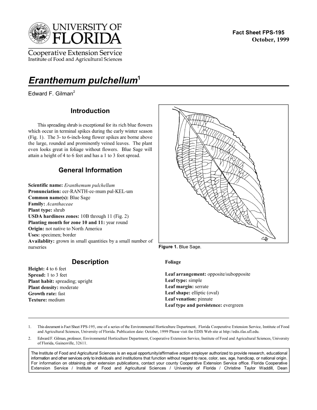 Eranthemum Pulchellum1