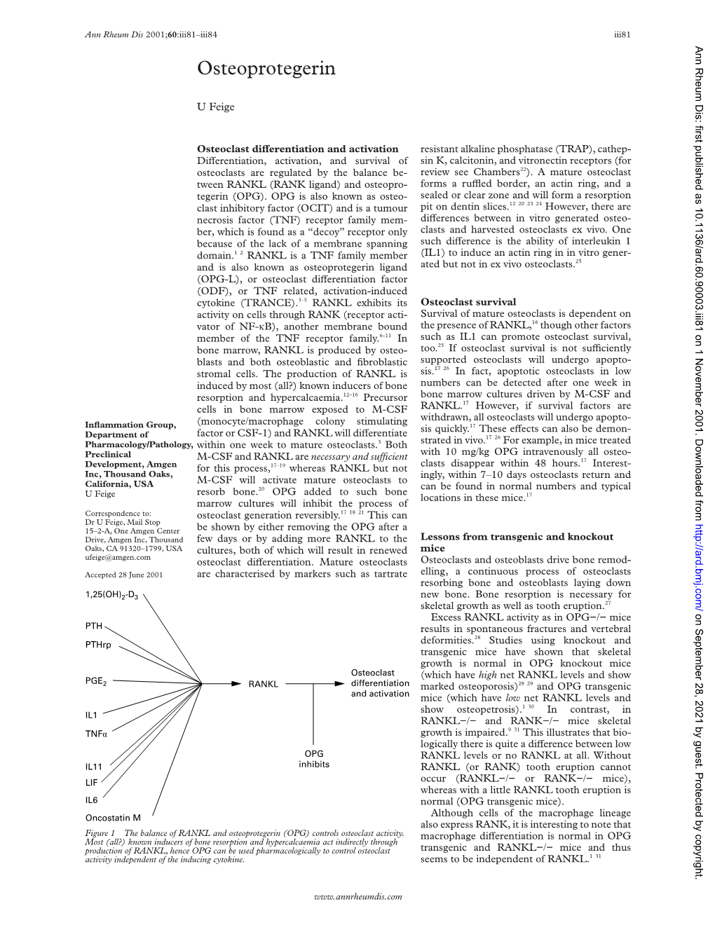 Osteoprotegerin