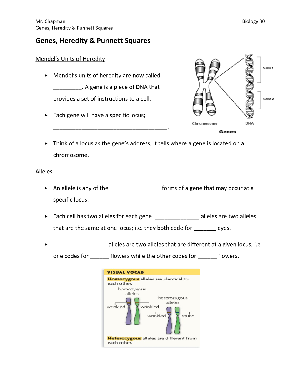 Genes, Heredity & Punnett Squares