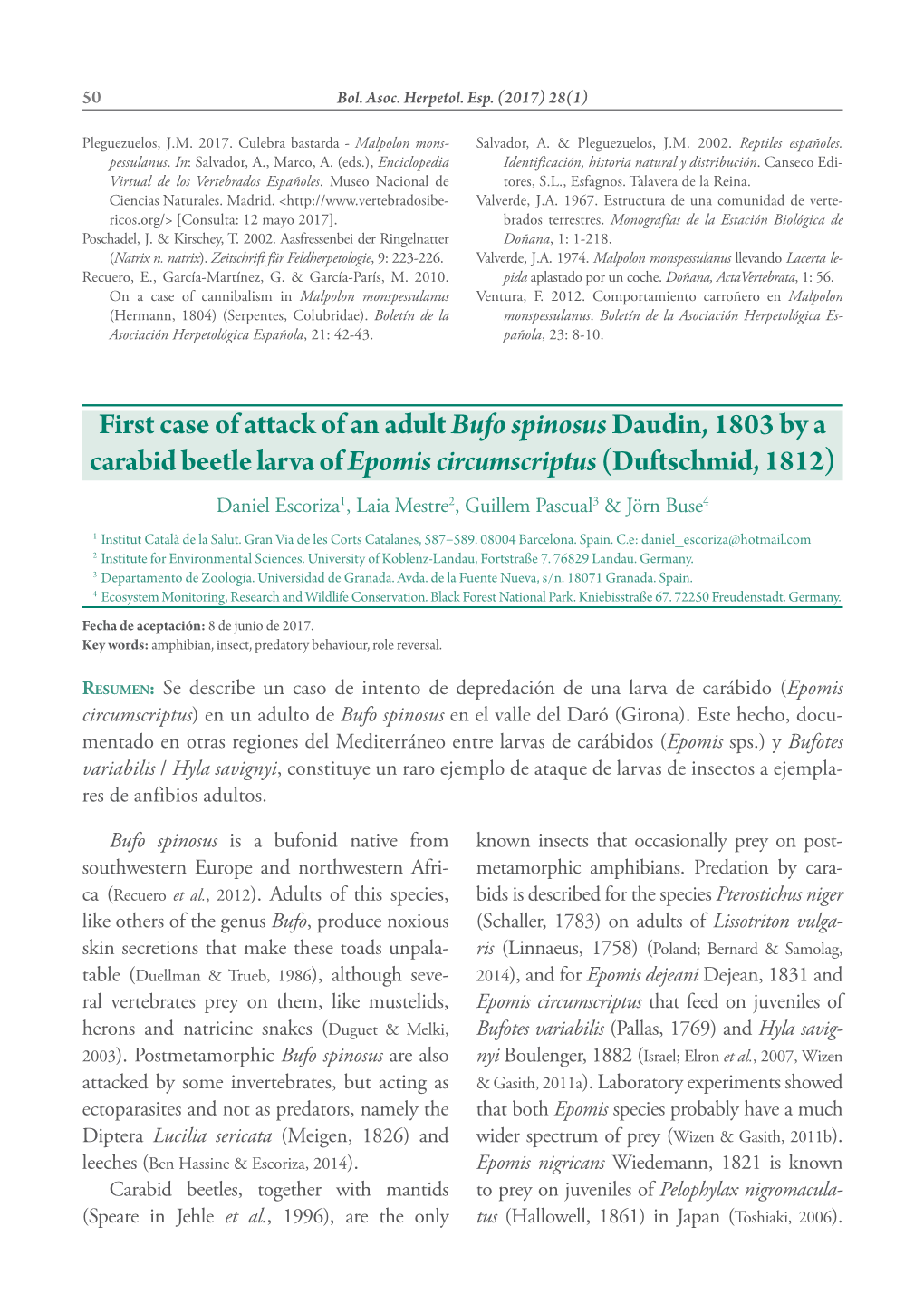 First Case of Attack of an Adult Bufo Spinosusdaudin, 1803 by a Carabid Beetle Larva of Epomis Circumscriptus(Duftschmid, 1812)