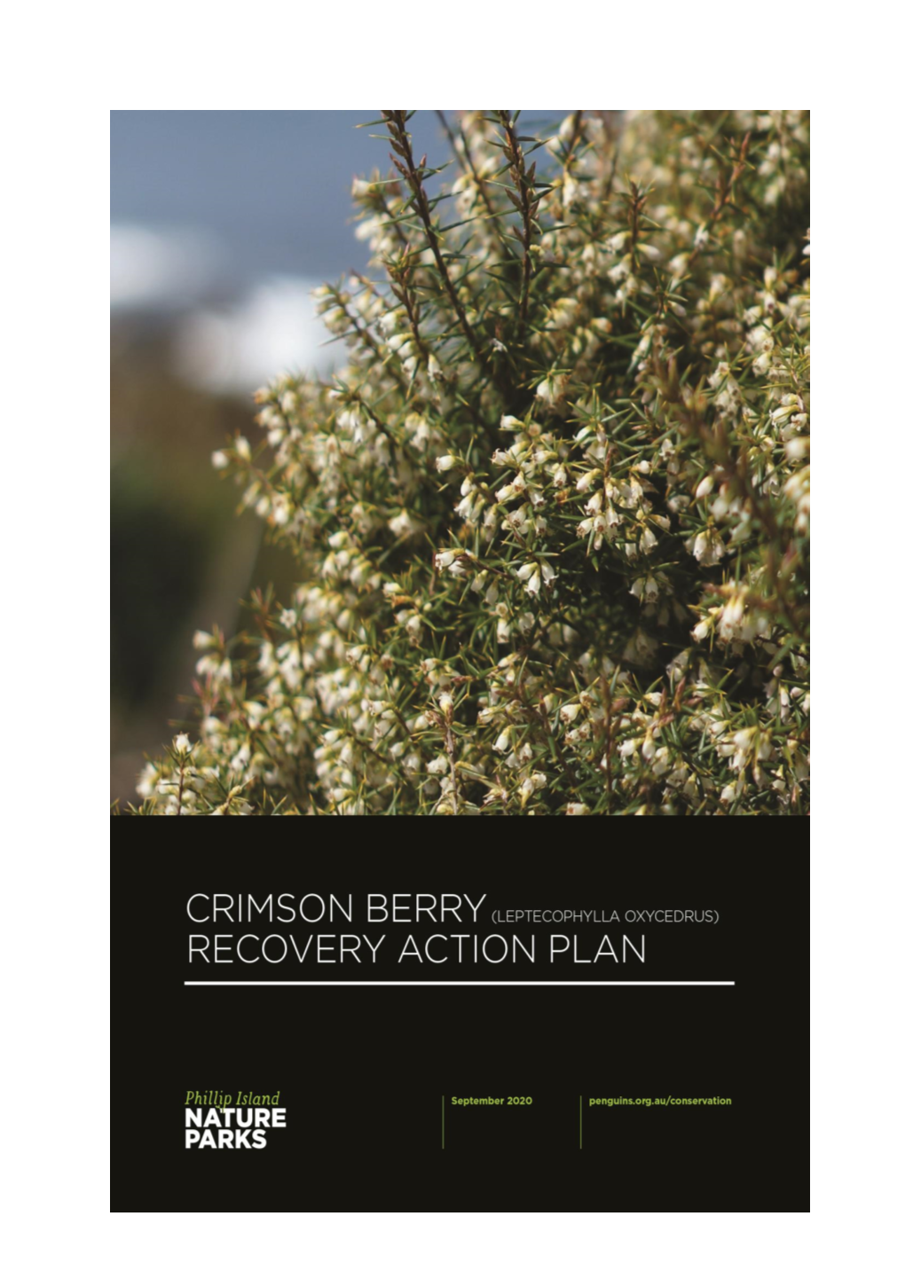 Crimson Berry Leptecophylla Oxycedrus Recovery Action Plan