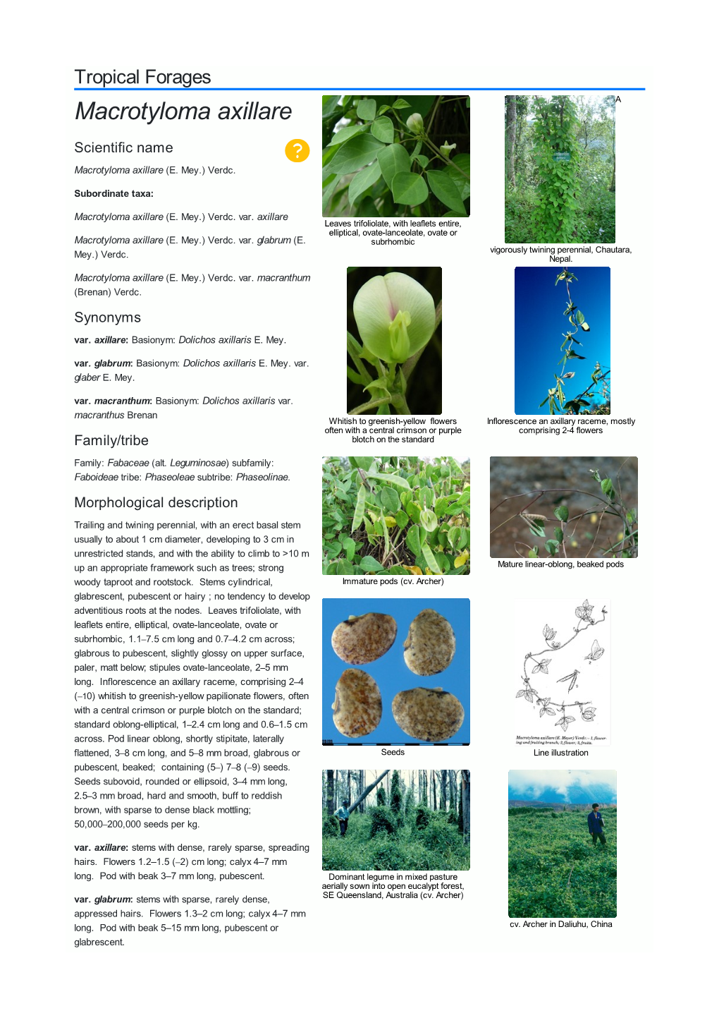 Tropical Forages